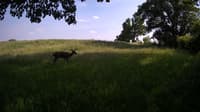 The field cam, Jun 4, 2023 at 2:46pm