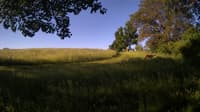 The field cam, Jun 7, 2024 at 5:10am