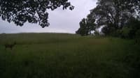 The field cam, Jun 20, 2024 at 12:44pm