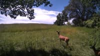 The field cam, Jun 25, 2024 at 9:48am