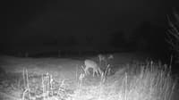 The field cam, Nov 13, 2024 at 3:56pm
