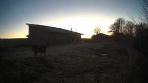 An older photo from the camera