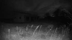 An older photo from the camera