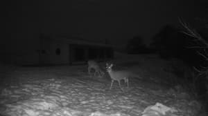 An older photo from the camera