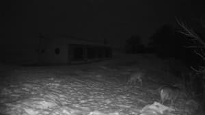 An older photo from the camera