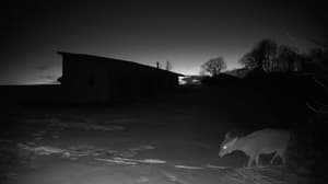 An older photo from the camera