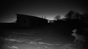 An older photo from the camera