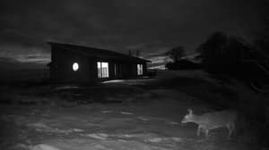 A newer photo from the camera