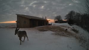 An older photo from the camera