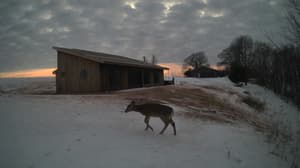 An older photo from the camera