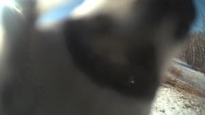 An older photo from the camera