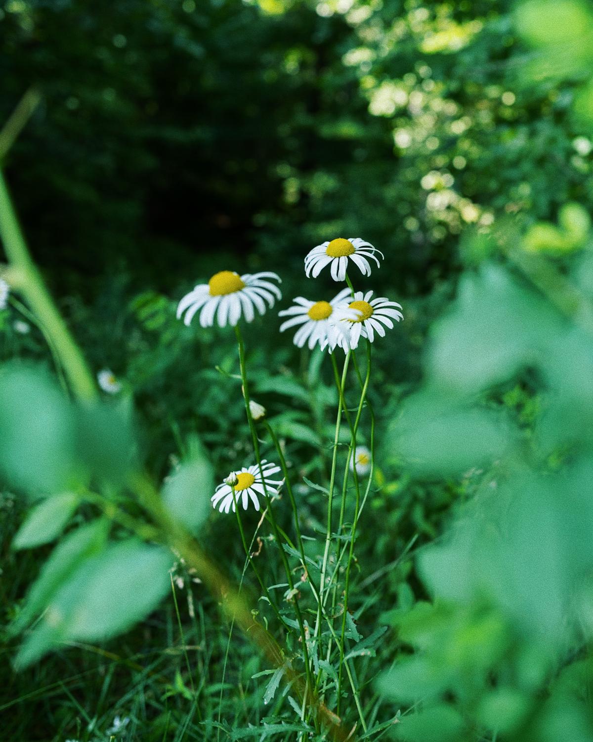 Hey Siri, what kind of flowers are these?